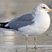 California Gull